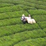 مسقط رأس الشاي في الصين و عشق العمل