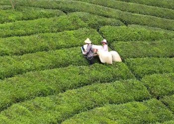 مسقط رأس الشاي في الصين و عشق العمل