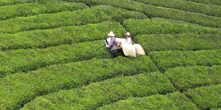 مسقط رأس الشاي في الصين و عشق العمل