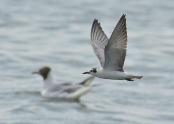 الطيور المهاجرة تستقر في مدينتها الآسيوية المفضلة