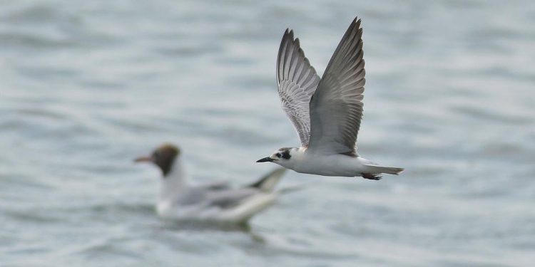 الطيور المهاجرة تستقر في مدينتها الآسيوية المفضلة