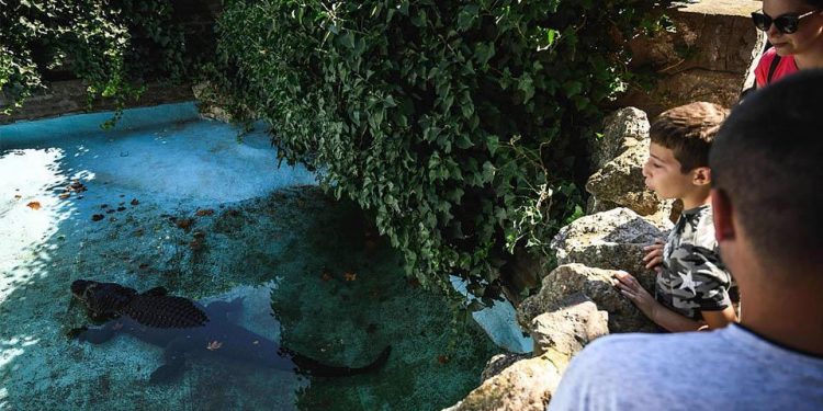 تمساح بلغراد السجين.. 83 عاماً من الهدوء