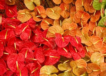 زنبق الفلامنغو.. زهرة جذابة بملمس فريد من نوعه