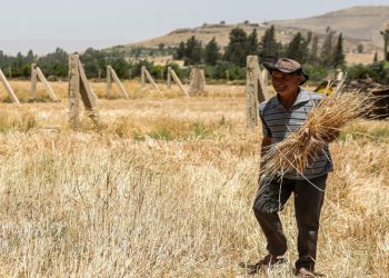 الحكومة تسيطر على 99% من قروض المصرف الزراعي وتترك 1% للفلاح