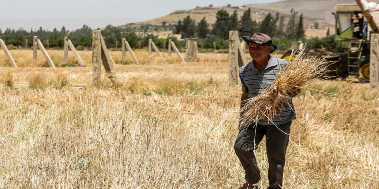 الحكومة تسيطر على 99% من قروض المصرف الزراعي وتترك 1% للفلاح