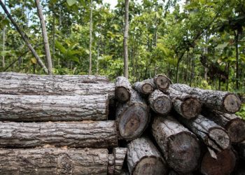 بعد 100 عام لن يبقى أشجار على سطح الأرض