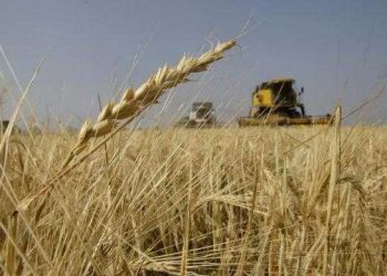 صوامع ريف دمشق تستقبل القمح بالقطار لأول مرة من 9 سنوات