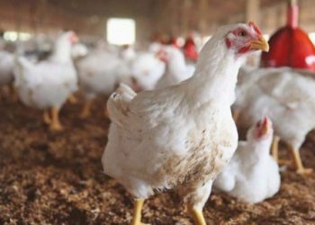 المصرف الزراعي التعاوني  .. و خطة تمويل قطاع الدواجن