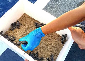 إيطاليا تطلق السلاحف حديثة الولادة إلى البحر