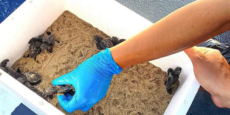 إيطاليا تطلق السلاحف حديثة الولادة إلى البحر