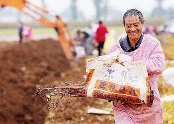 الرئيس الصيني يحيّي المزارعين عشية مهرجان الحصاد الثالث