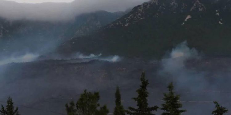 التقديرات الأولية لحرائق الغابات في سورية