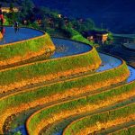 الصين.. الهندسة الزراعية تطور 4 آلاف نوع من الأرز القابل للإنتاج