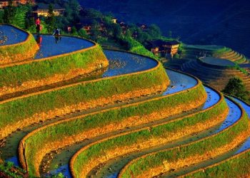 الصين.. الهندسة الزراعية تطور 4 آلاف نوع من الأرز القابل للإنتاج