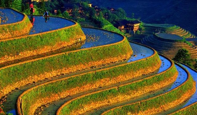 الصين.. الهندسة الزراعية تطور 4 آلاف نوع من الأرز القابل للإنتاج