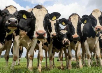 آلاف الأبقار ضائعة في بحر اليابان.. فأين هي ؟