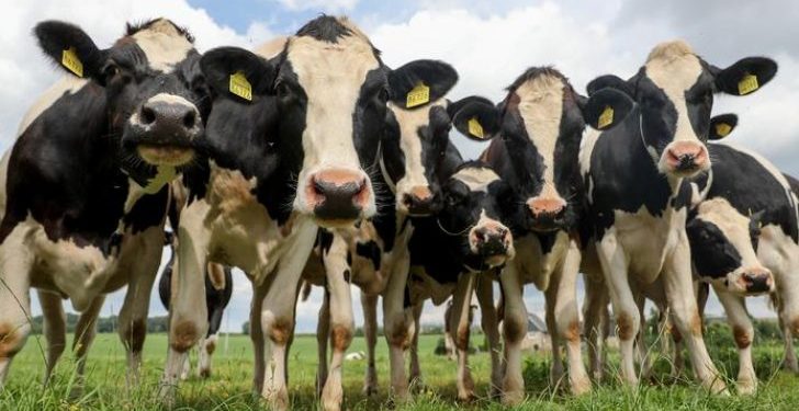 آلاف الأبقار ضائعة في بحر اليابان.. فأين هي ؟