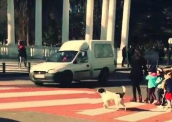 رئيس الوزراء في هذه الدولة قد يكون كلبة