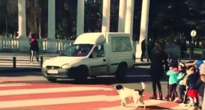 رئيس الوزراء في هذه الدولة قد يكون كلبة