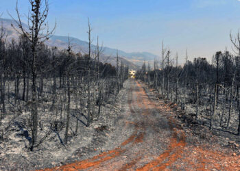 الحرائق ترفع أسعار زيت الزيتون و الحمضيات