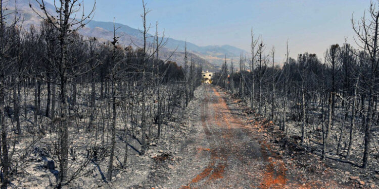 الحرائق ترفع أسعار زيت الزيتون و الحمضيات