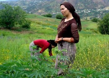 المغرب أكبر منتج لمخدرات “الحشيش” في العالم