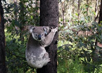 الكوالا مهددة بالانقراض في أستراليا بحلول عام 2050