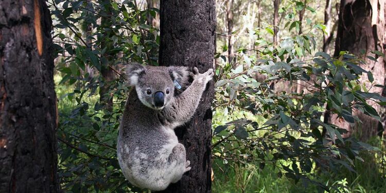 الكوالا مهددة بالانقراض في أستراليا بحلول عام 2050