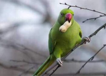 ببغاء ينقذ صاحبه من الموت