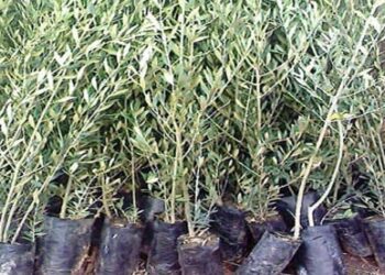 وزارة الزراعة تسمح بشراء الغراس على البطاقة العائلية