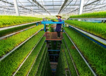 الصين تحدد أهداف 2021 لتعزيز التنمية الريفية