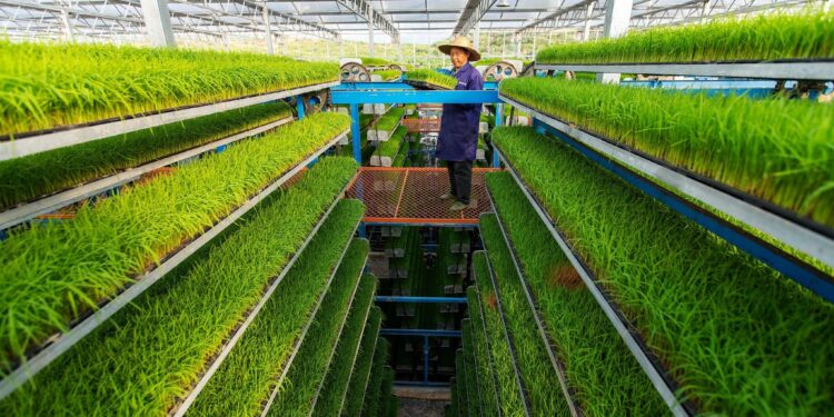 الصين تحدد أهداف 2021 لتعزيز التنمية الريفية