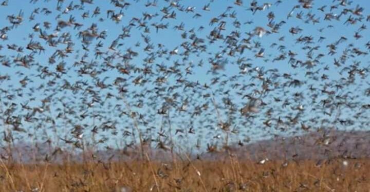 زراعة حماه.. الاستعداد لمكافحة أسراب الجراد القادمة للمنطقة