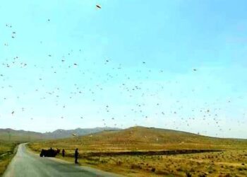 زراعة تدمر.. مكافحة أسراب الجراد الصحراوي للحد من انتشاره في المنطقة