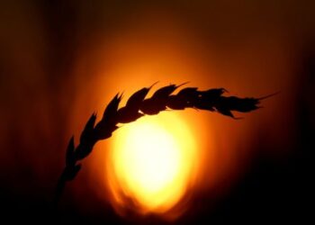 روسيا تعتزم توريد مليون طن من القمح إلى سورية