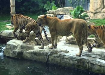 إعادة افتتاح حديقة الحيوانات في العدوي بدمشق