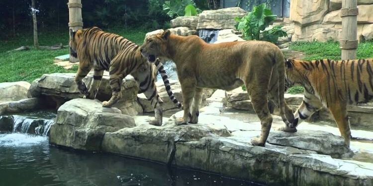إعادة افتتاح حديقة الحيوانات في العدوي بدمشق