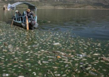 كارثة بيئية على شواطئ بحيرة القرعون اللبنانية