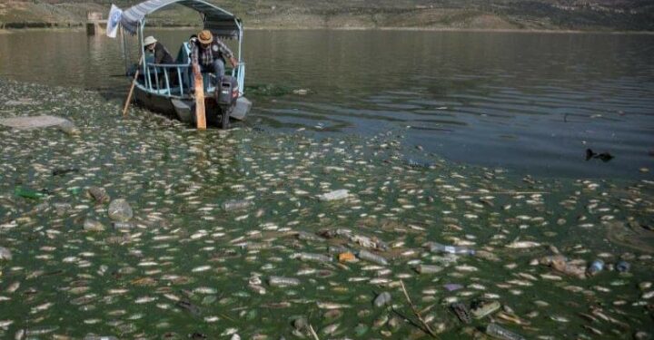 كارثة بيئية على شواطئ بحيرة القرعون اللبنانية