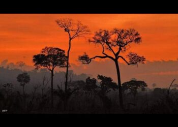 غابات الآمازون تتآكل