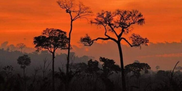 غابات الآمازون تتآكل