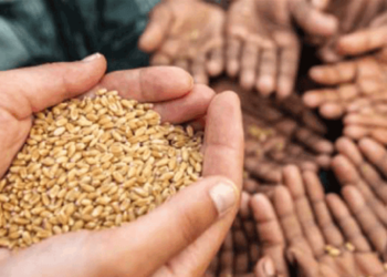 الأمن الغذائي العالمي وتداعيات الأزمات الدولية