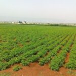 الحكومة السورية تباشر بمشاريع التصنيع الزراعي والغذائي بمشاركة دولية