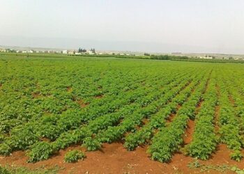 الحكومة السورية تباشر بمشاريع التصنيع الزراعي والغذائي بمشاركة دولية