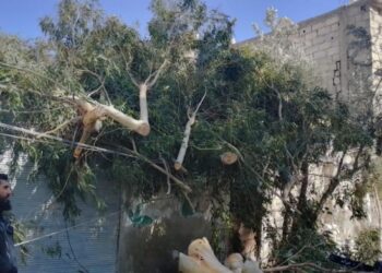 خبير زراعي سوري : خسائر العاصفة الهوائية تعادل 100 ضعف خسائر الزلزال!!