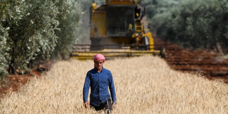 تحذيرات ومخاوف من اسوأ موسم قمح في سورية يهدد بكارثة غذائية