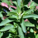 بديل طبيعي للسكر قد يكون سلاحاً ضد السرطان   