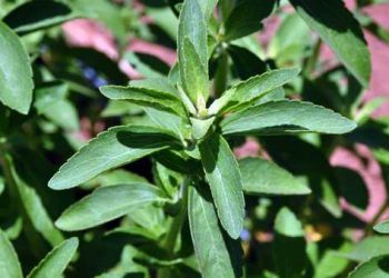 بديل طبيعي للسكر قد يكون سلاحاً ضد السرطان   