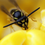 دبور يكشف للعلماء سرّ إبطاء الشيخوخة