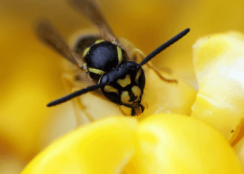 دبور يكشف للعلماء سرّ إبطاء الشيخوخة